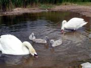 Kliknij, aby powi�kszy�