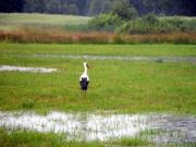 Kliknij, aby powi�kszy�
